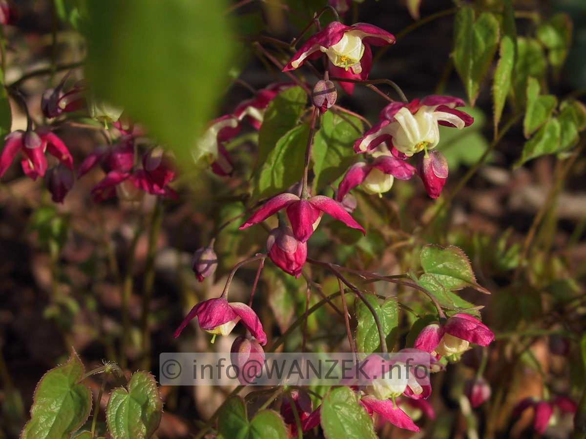 Epimedium rubrum Coccineum - Blueten.JPG